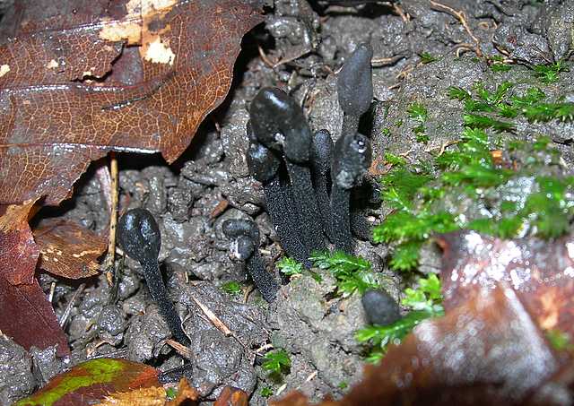 Trichoglossum hirsutum     (Pers.)    Boud.